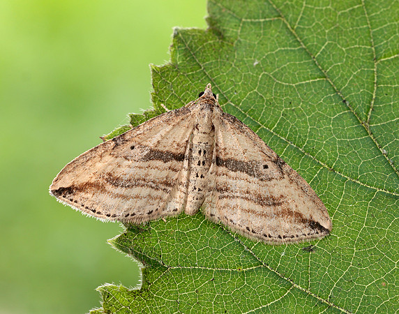 70.046 BF1719 Oblique Carpet Orthonama vittata