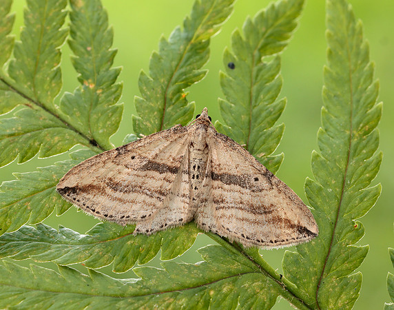 70.046 BF1719 Oblique Carpet Orthonama vittata