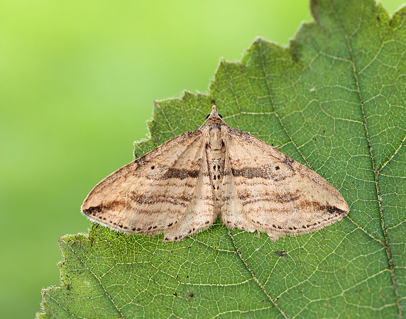 70.046 BF1719 Oblique Carpet Orthonama vittata
