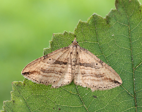 70.046 BF1719 Oblique Carpet Orthonama vittata
