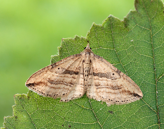 70.046 BF1719 Oblique Carpet Orthonama vittata