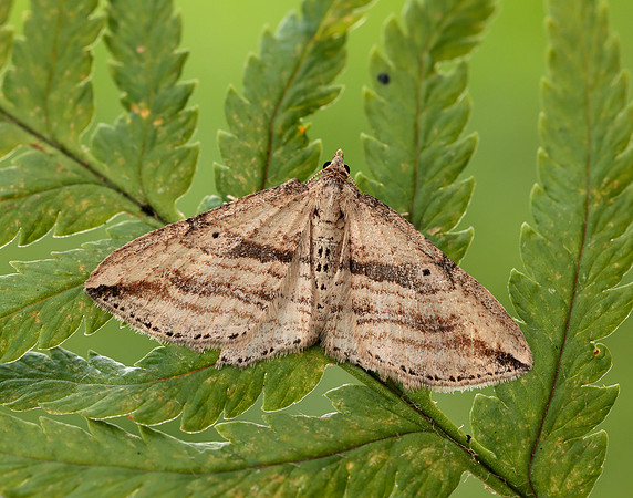 70.046 BF1719 Oblique Carpet Orthonama vittata