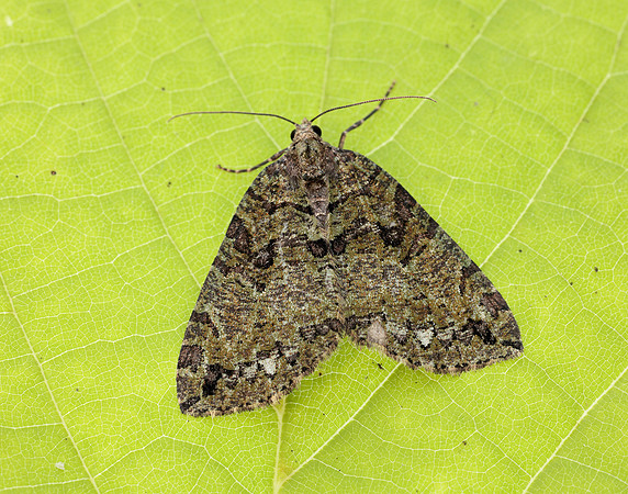 70.074 BF1777 July Highflyer Hydriomena furcata
