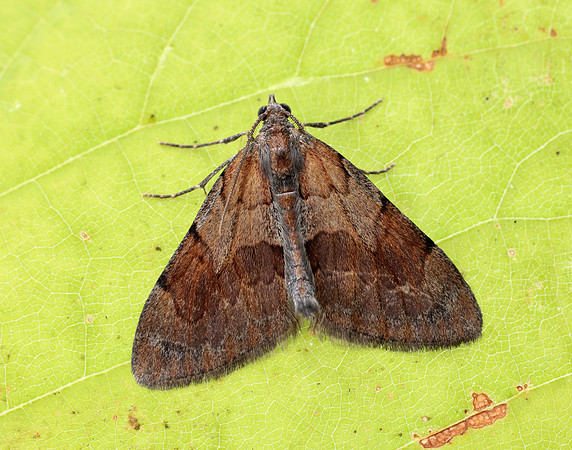70.077 BF1767 Pine Carpet Pennithera firmata