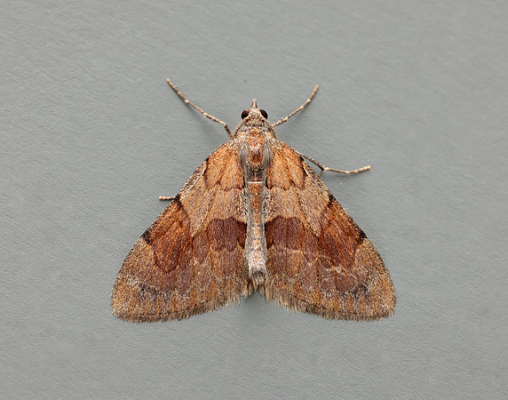 70.077 BF1767 Pine Carpet Pennithera firmata