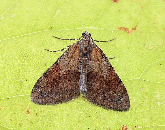 70.077 BF1767 Pine Carpet Pennithera firmata