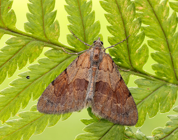 70.077 BF1767 Pine Carpet Pennithera firmata
