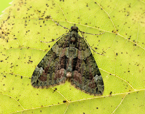 70.095 BF1760 Red-green Carpet Chloroclysta siterata