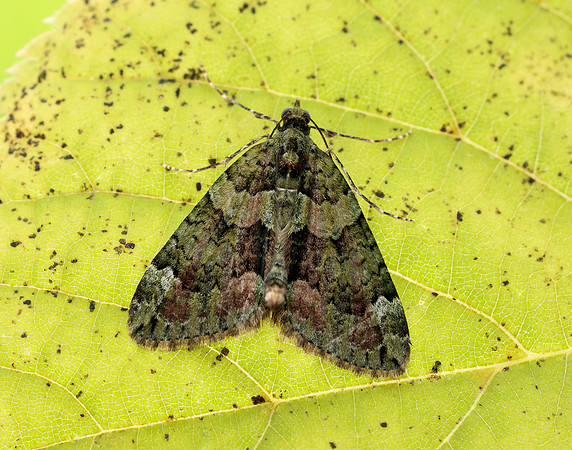 70.095 BF1760 Red-green Carpet Chloroclysta siterata