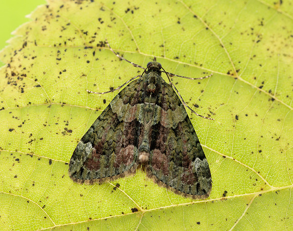 70.095 BF1760 Red-green Carpet Chloroclysta siterata