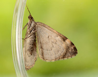 70.097 BF1764 Common Marbled Carpet Dysstroma truncata
