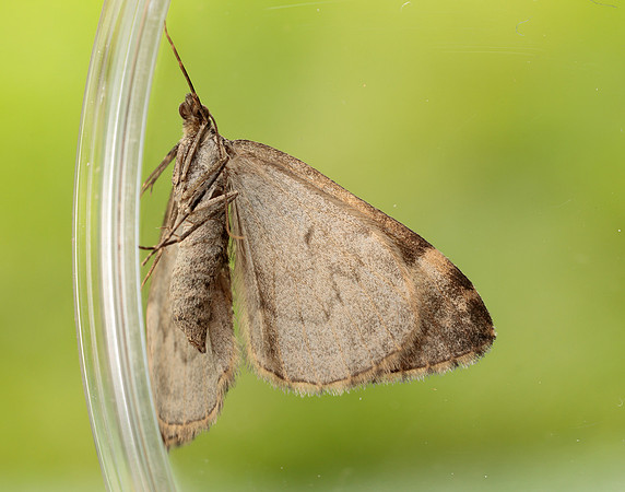 70.097 BF1764 Common Marbled Carpet Dysstroma truncata