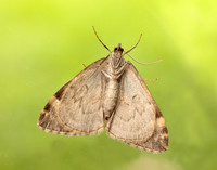 70.097 BF1764 Common Marbled Carpet Dysstroma truncata
