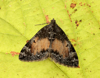 70.097 BF1764 Common Marbled Carpet Dysstroma truncata