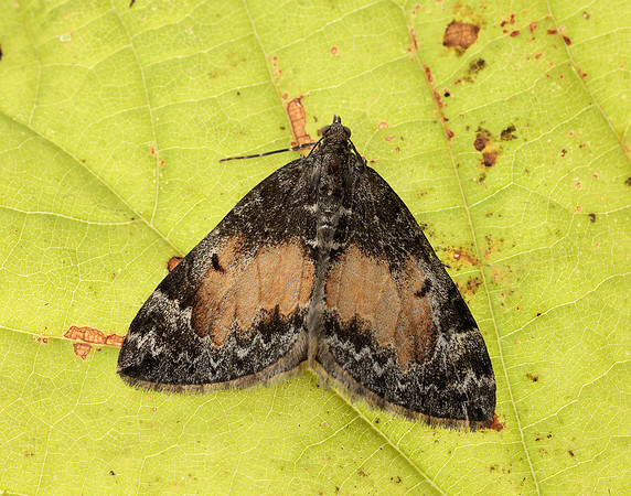 70.097 BF1764 Common Marbled Carpet Dysstroma truncata
