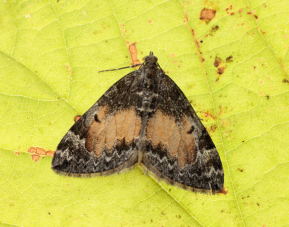 70.097 BF1764 Common Marbled Carpet Dysstroma truncata
