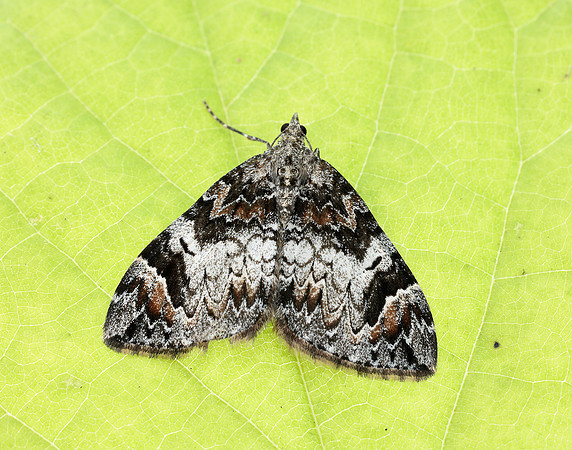 70.098 BF1762 Dark Marbled Carpet Dysstroma citrata