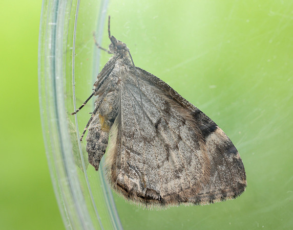 70.098 BF1762 Dark Marbled Carpet Dysstroma citrata