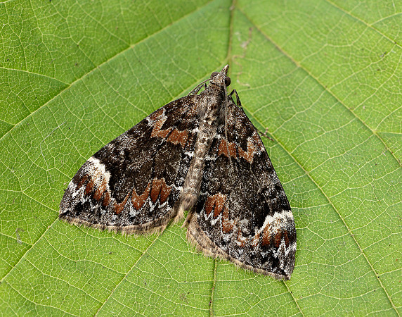 70.098 BF1762 Dark Marbled Carpet Dysstroma citrata
