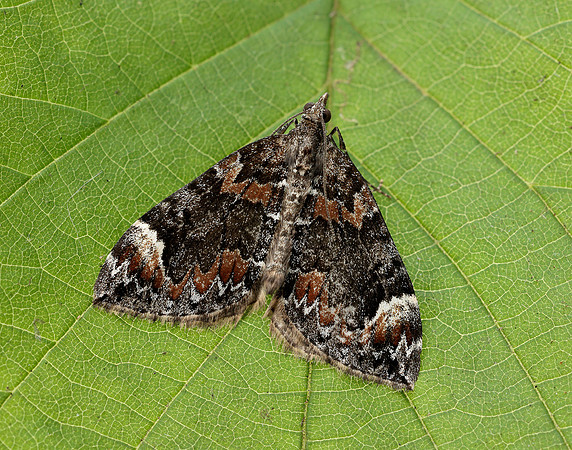 70.098 BF1762 Dark Marbled Carpet Dysstroma citrata