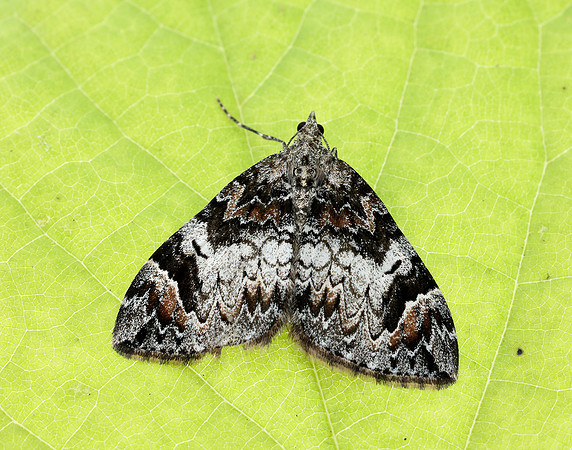 70.098 BF1762 Dark Marbled Carpet Dysstroma citrata