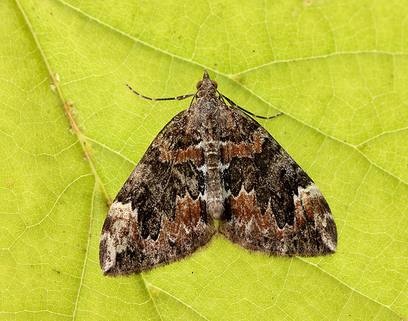 70.098 BF1762 Dark Marbled Carpet Dysstroma citrata