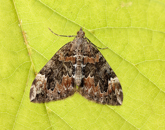 70.098 BF1762 Dark Marbled Carpet Dysstroma citrata