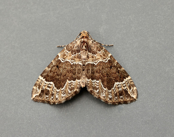 70.104 BF1751 Devon Carpet Lampropteryx otregiata
