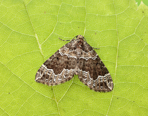 70.104 BF1751 Devon Carpet Lampropteryx otregiata