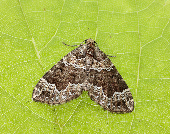 70.104 BF1751 Devon Carpet Lampropteryx otregiata