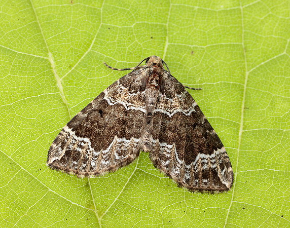 70.104 BF1751 Devon Carpet Lampropteryx otregiata