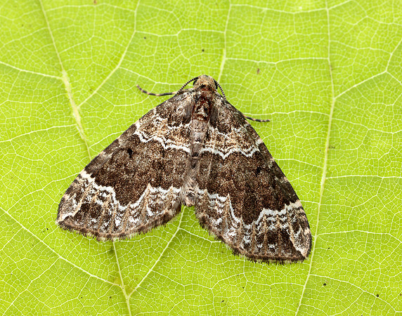 70.104 BF1751 Devon Carpet Lampropteryx otregiata