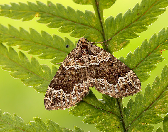 70.104 BF1751 Devon Carpet Lampropteryx otregiata
