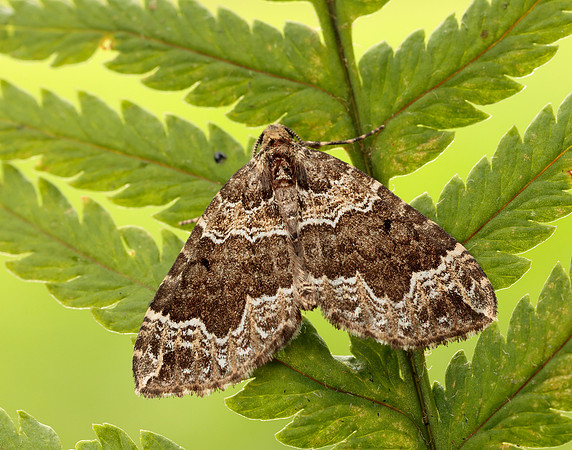 70.104 BF1751 Devon Carpet Lampropteryx otregiata