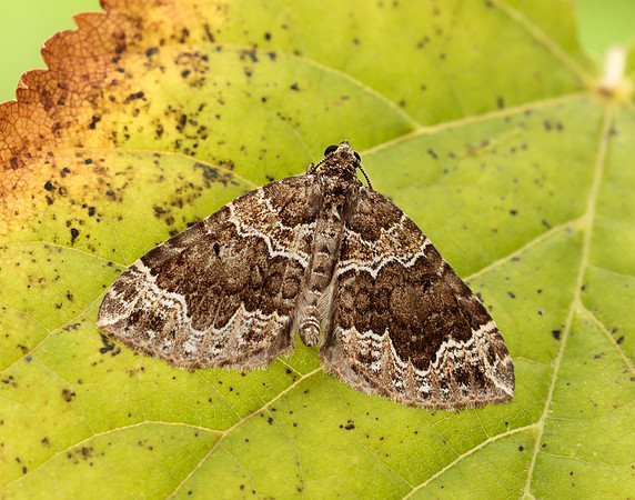 70.104 BF1751 Devon Carpet Lampropteryx otregiata