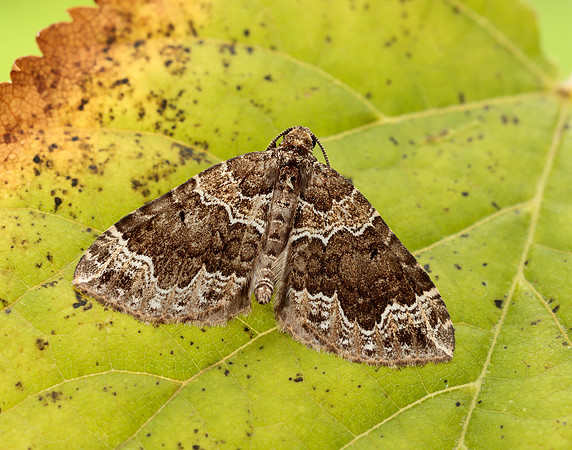 70.104 BF1751 Devon Carpet Lampropteryx otregiata
