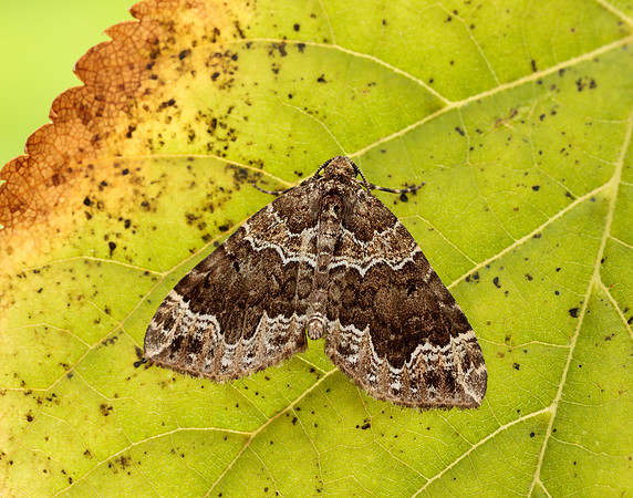 70.104 BF1751 Devon Carpet Lampropteryx otregiata