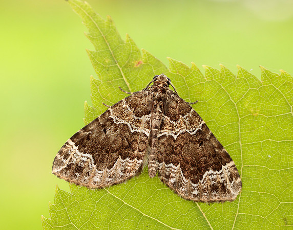 70.104 BF1751 Devon Carpet Lampropteryx otregiata