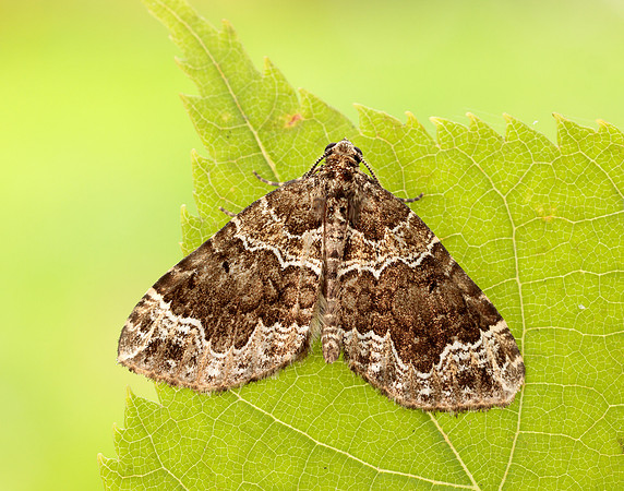 70.104 BF1751 Devon Carpet Lampropteryx otregiata