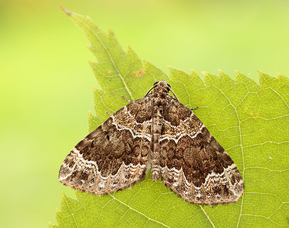 70.104 BF1751 Devon Carpet Lampropteryx otregiata