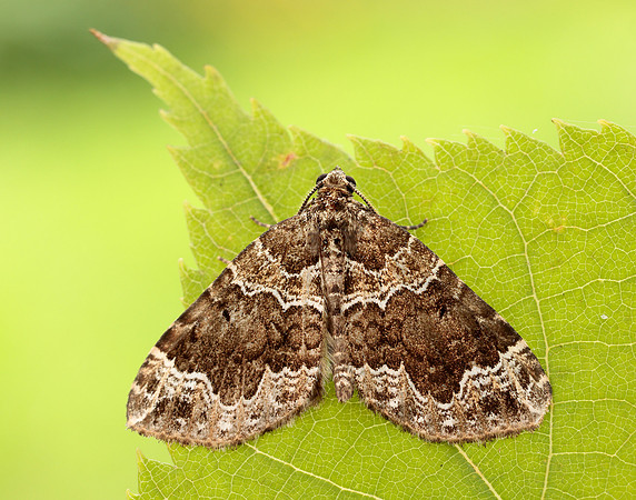 70.104 BF1751 Devon Carpet Lampropteryx otregiata
