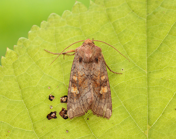 73.1281 BF2360x Ear Moth agg. Amphipoea oculea agg.
