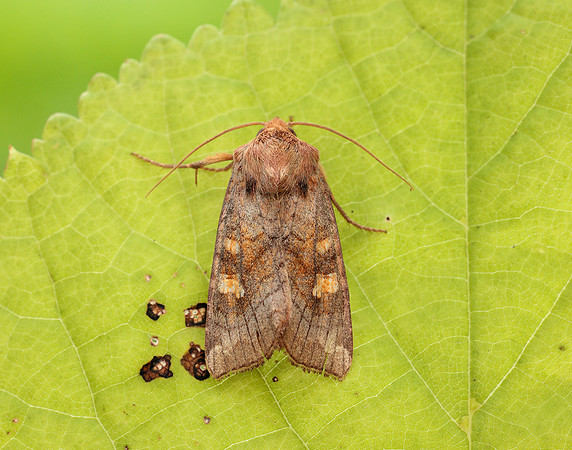 73.1281 BF2360x Ear Moth agg. Amphipoea oculea agg.
