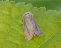 73.144 BF2350 Small Wainscot Denticucullus pygmina