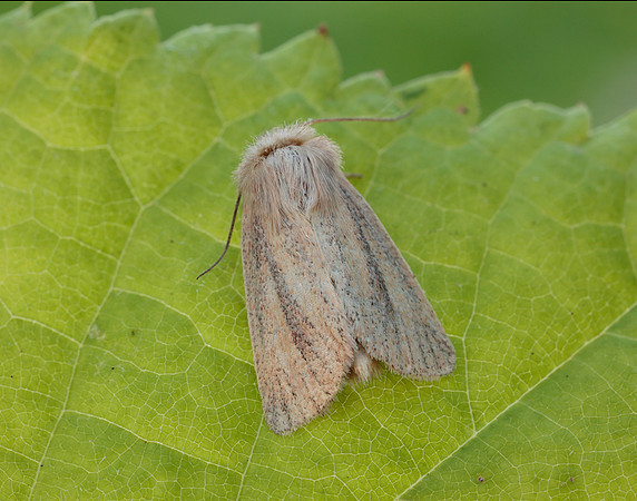 73.144 BF2350 Small Wainscot Denticucullus pygmina