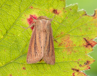 73.144 BF2350 Small Wainscot Denticucullus pygmina
