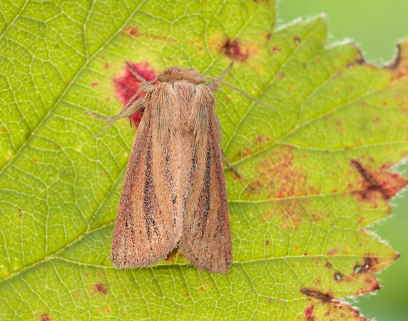73.144 BF2350 Small Wainscot Denticucullus pygmina
