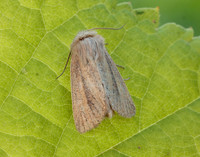 73.144 BF2350 Small Wainscot Denticucullus pygmina