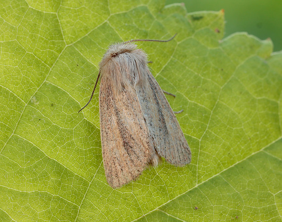 73.144 BF2350 Small Wainscot Denticucullus pygmina