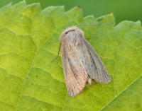 73.144 BF2350 Small Wainscot Denticucullus pygmina